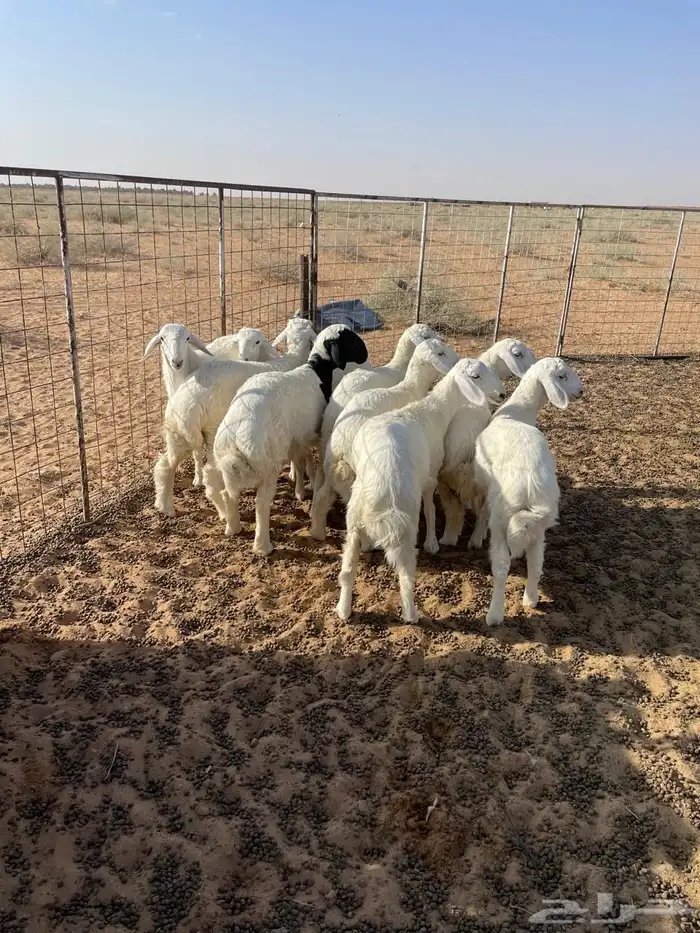 بهم حري انتاج المراح 0