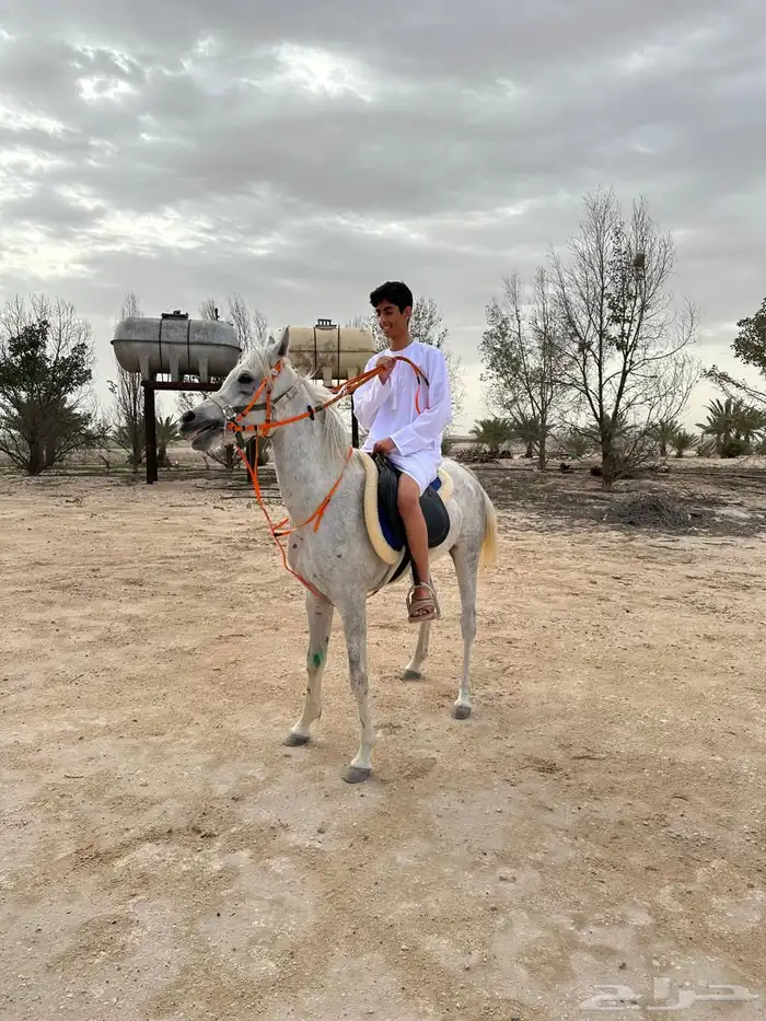 حصان مصري 0