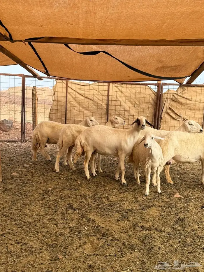 ضأن حريات بعيالها 14