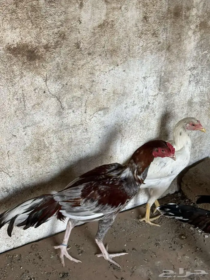 ديك بكستاني و انثى بكستاني كلهم سندي 3