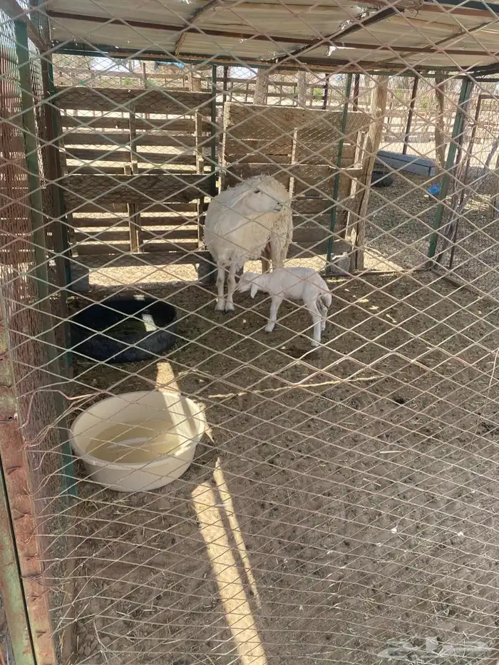 غنم صنف للبيع 4