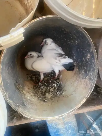 زغاليل index