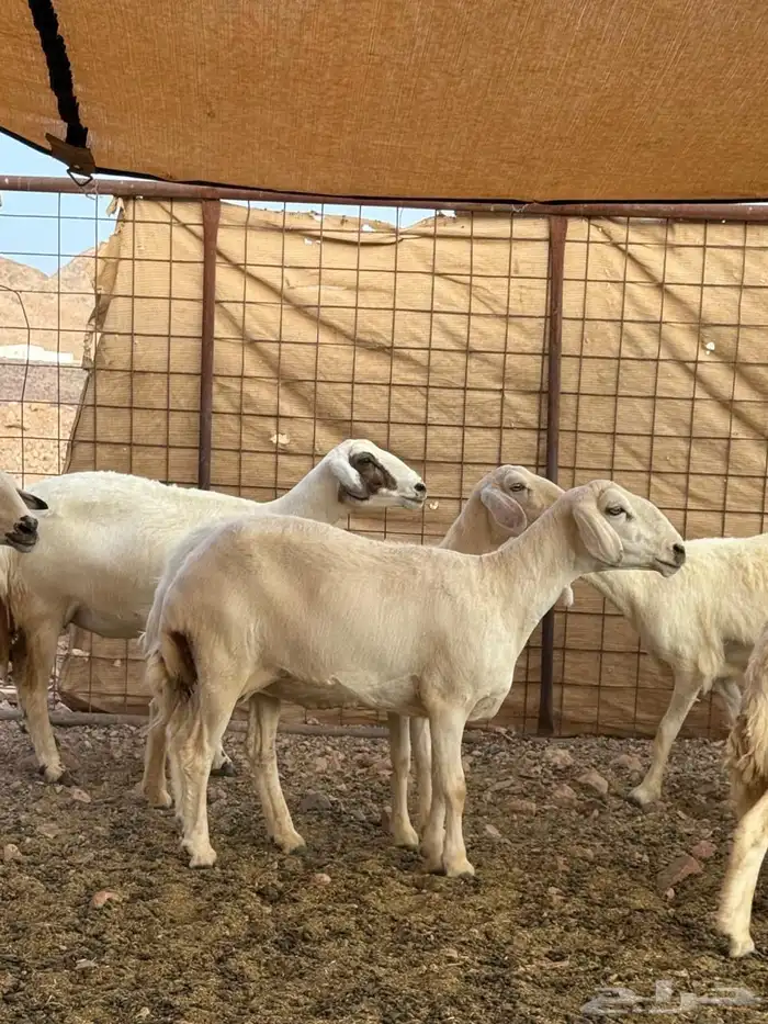 ضأن حريات بعيالها 4