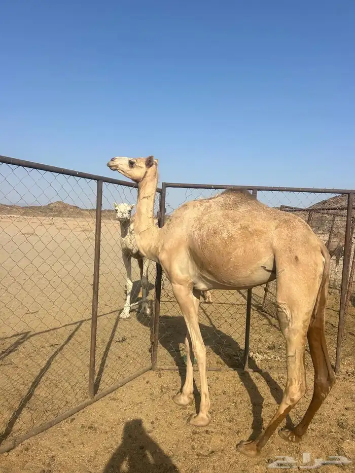 بكره للبيع 2