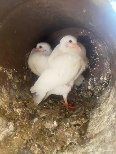 زغاليل index