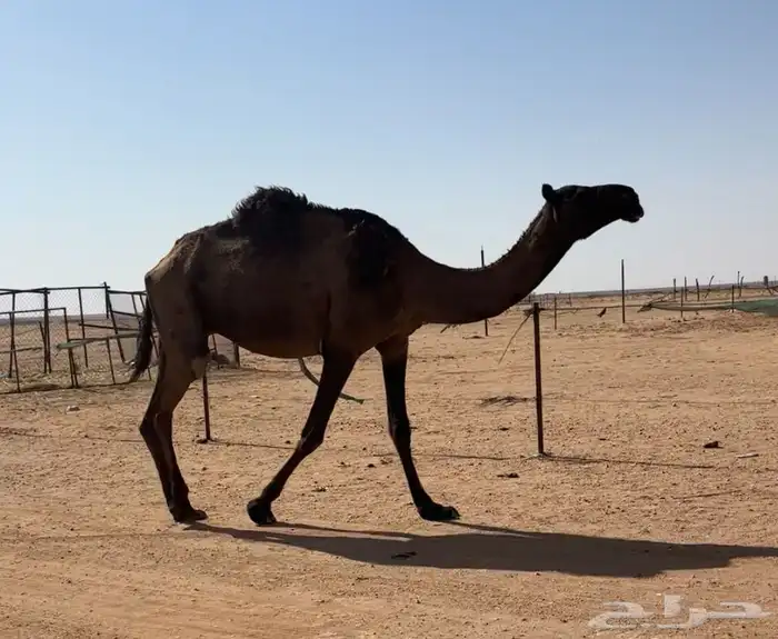 عشرا صفرا طيبه 0