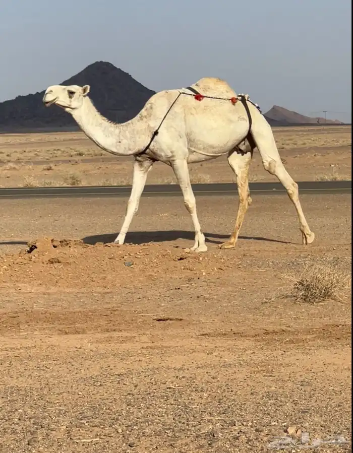 لقحه وضحا 2