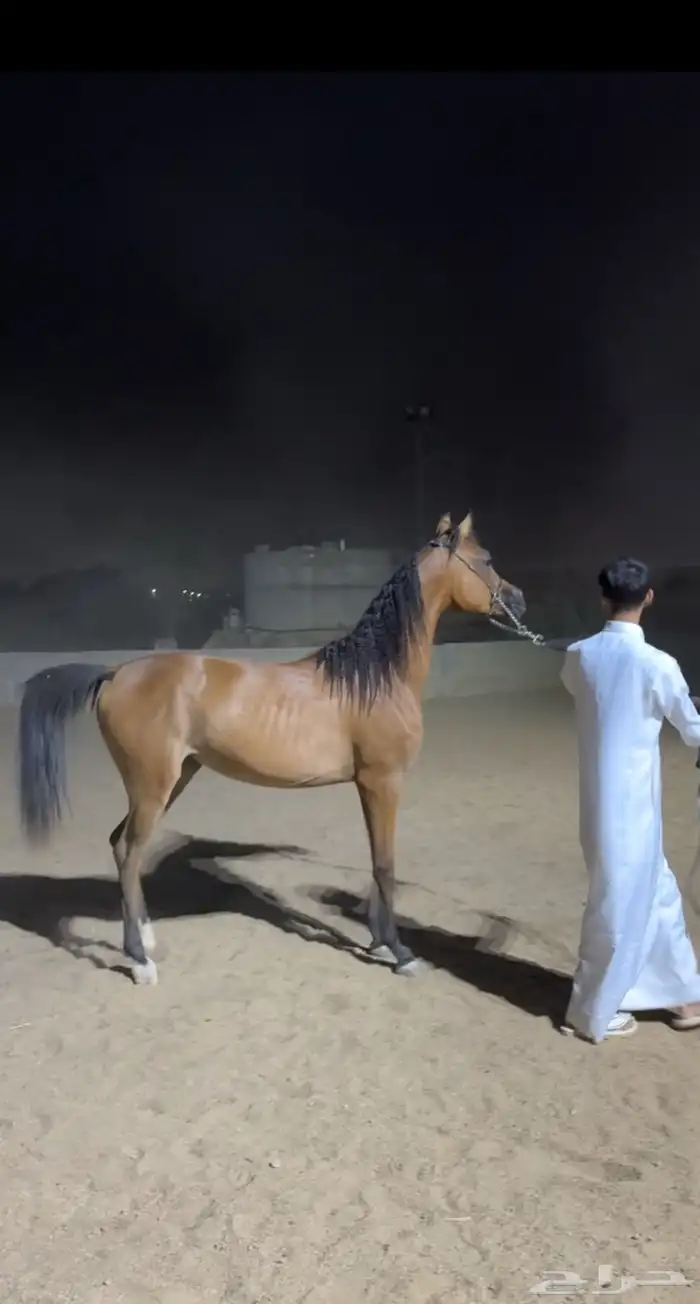 مهره واهو جمال للبيع 0