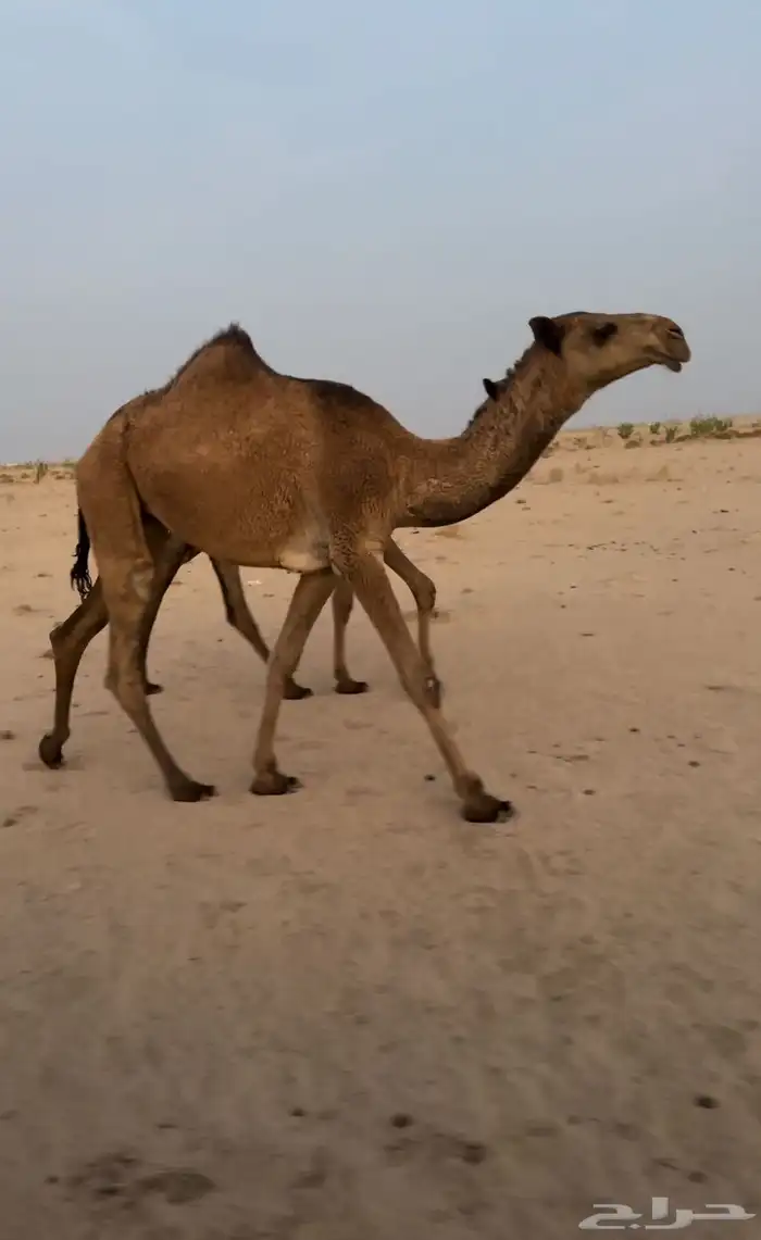 بكار صفر طيبات 1