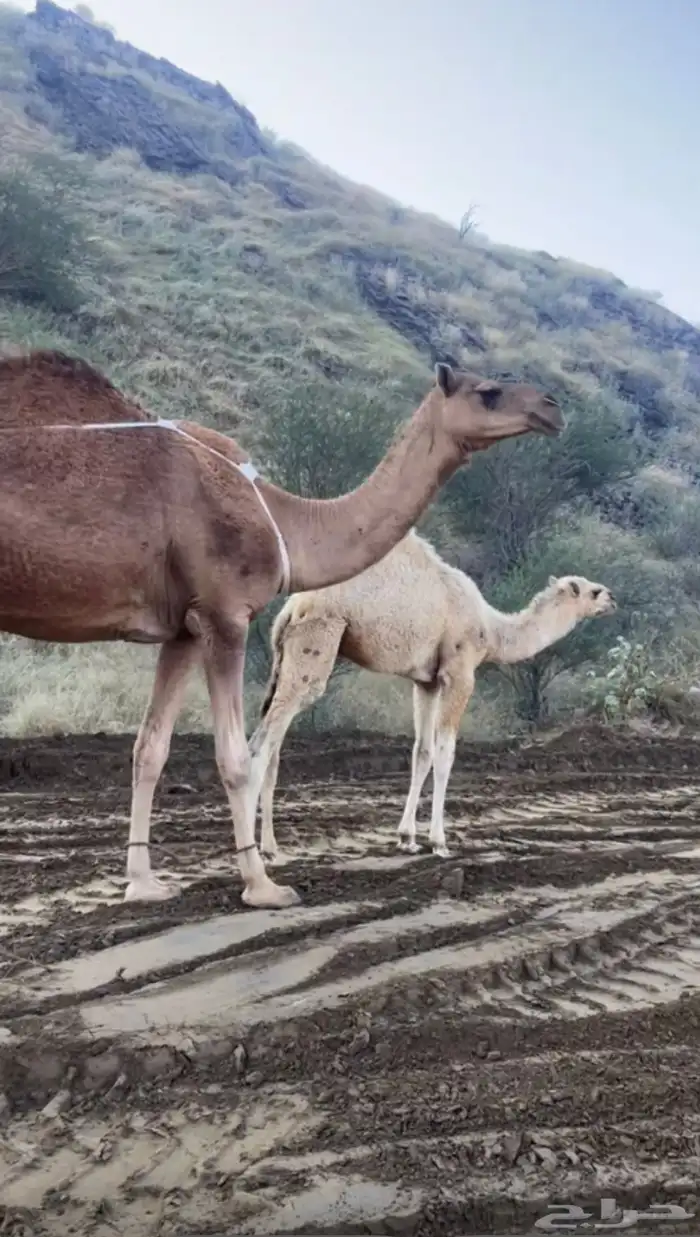 قعود كفو على بعير ابوعجاريد 0