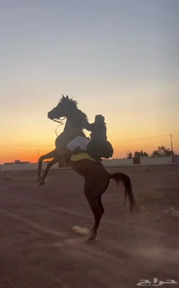 حصان واهو للبيع 1