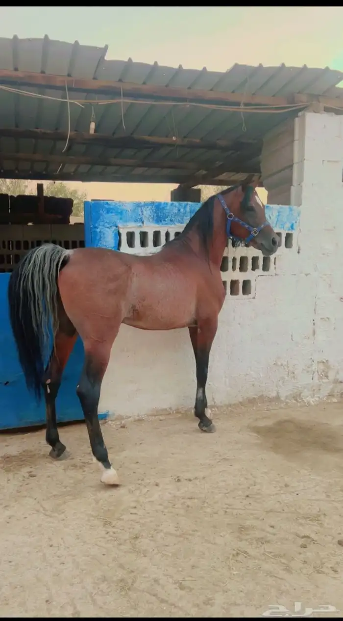 حصان واهو وللبيع شعبي رفيه من نوادر الخيل 1