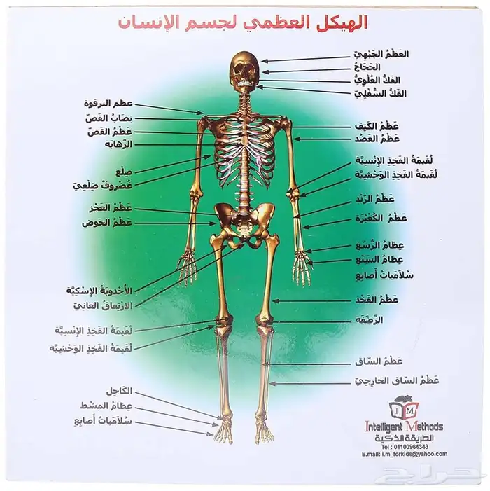 تاسيس ابتدائي   علوم اعدادي وساينس واحياء للمرحلة الثانويه 0