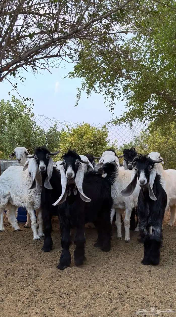 تيوس عارضيه وهرافا حرية 0
