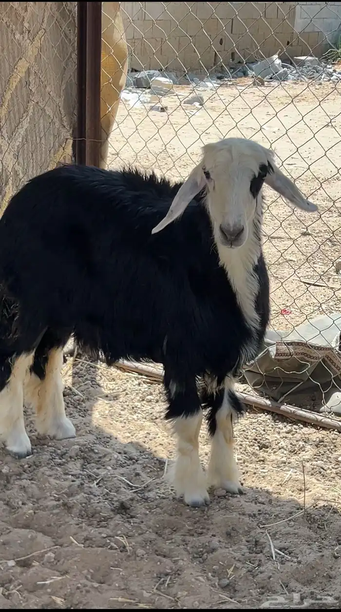رخل نجديه 0