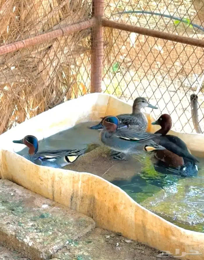 بط نوادر محميات طيور 1