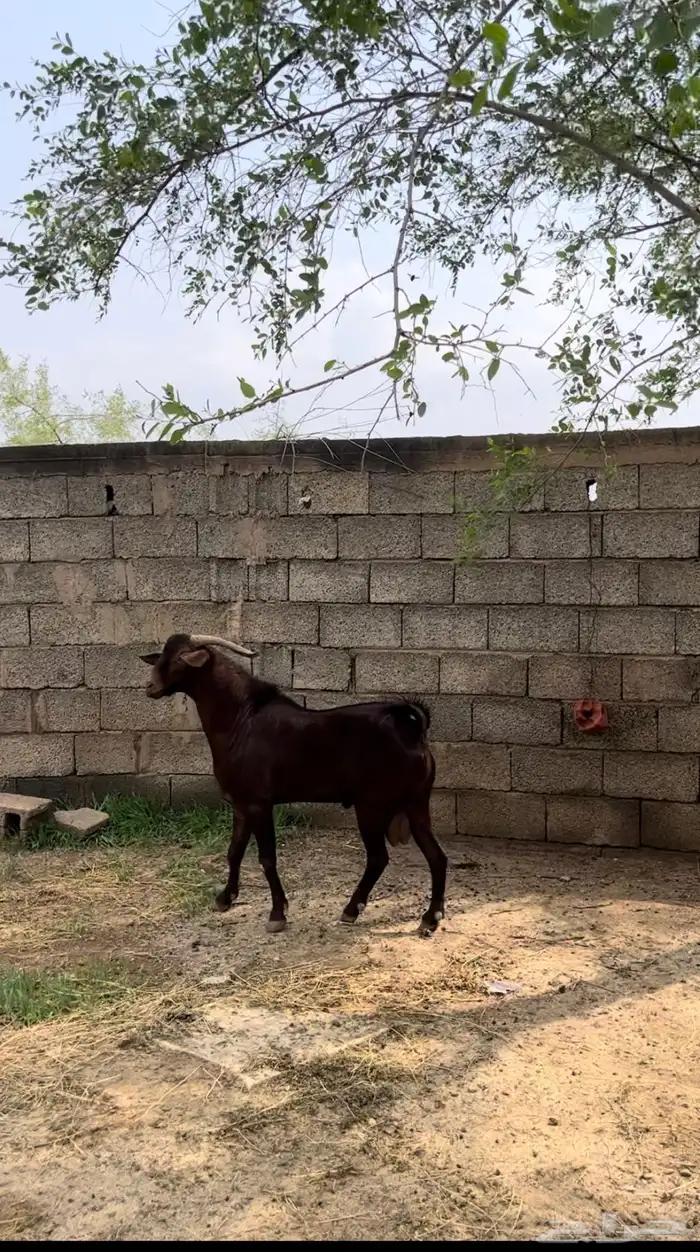 تيس فحل ادهم ادبس ( تم البيع 0