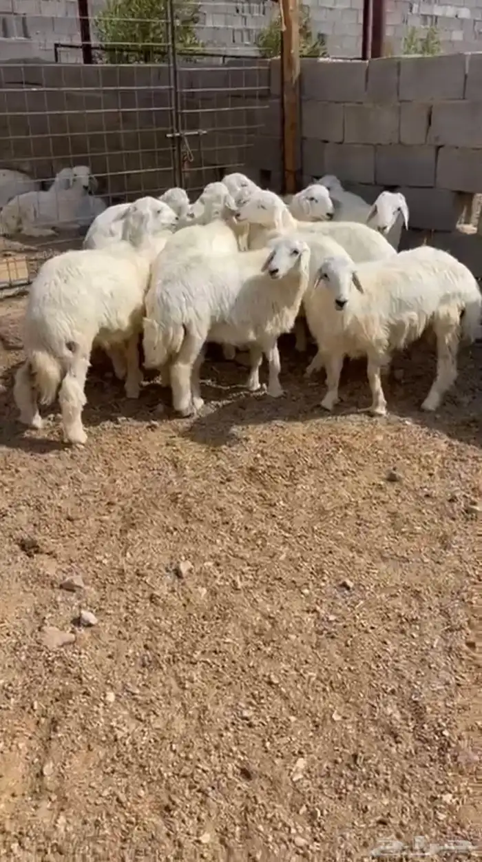 طليان وتيوس ذبايح للبيع مع أمكانية الذبح والتوصيل والتغليف 10