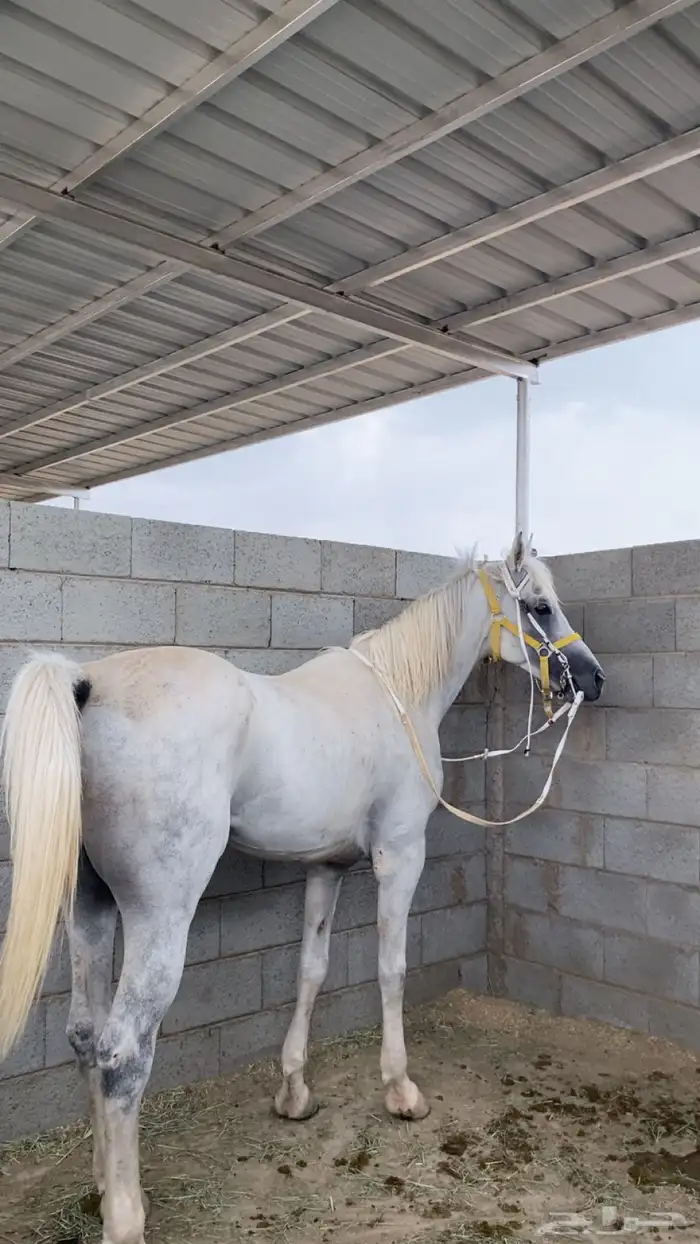 خيل شعبي 0