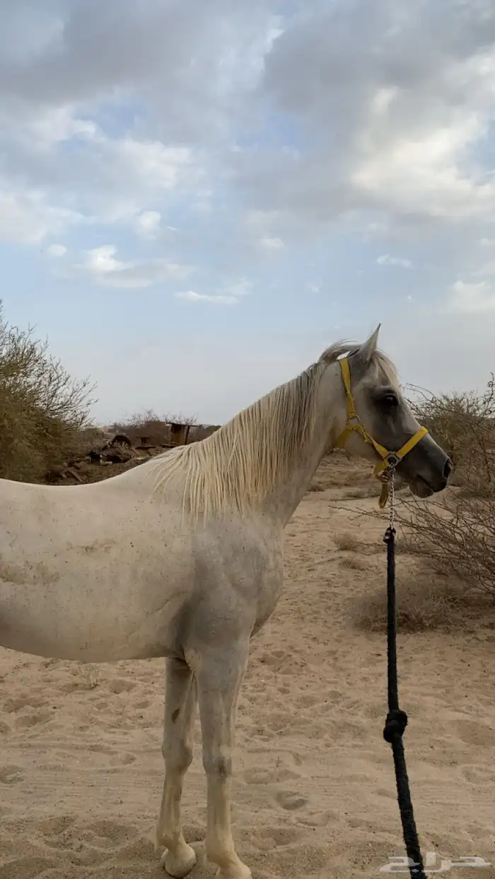 خيل شعبي 10