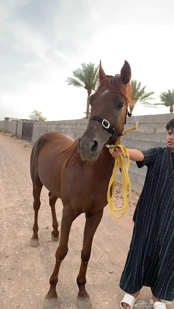 حصان شعبي سبوق وطرب العمر6سنوات 2