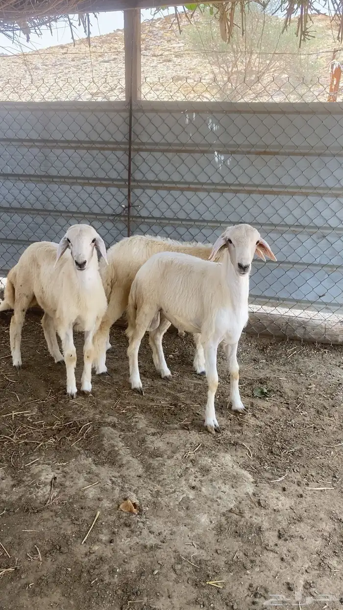 طليان 2
