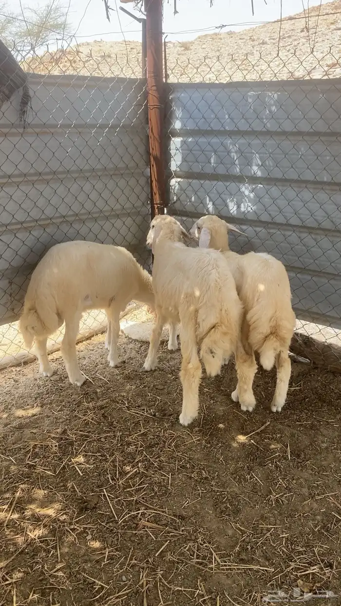 طليان 0