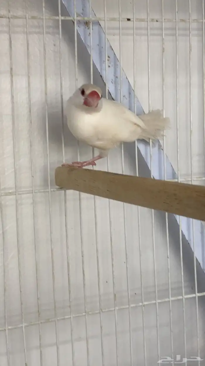 للبيع جوز جاوه دايلت عيون حمر 1