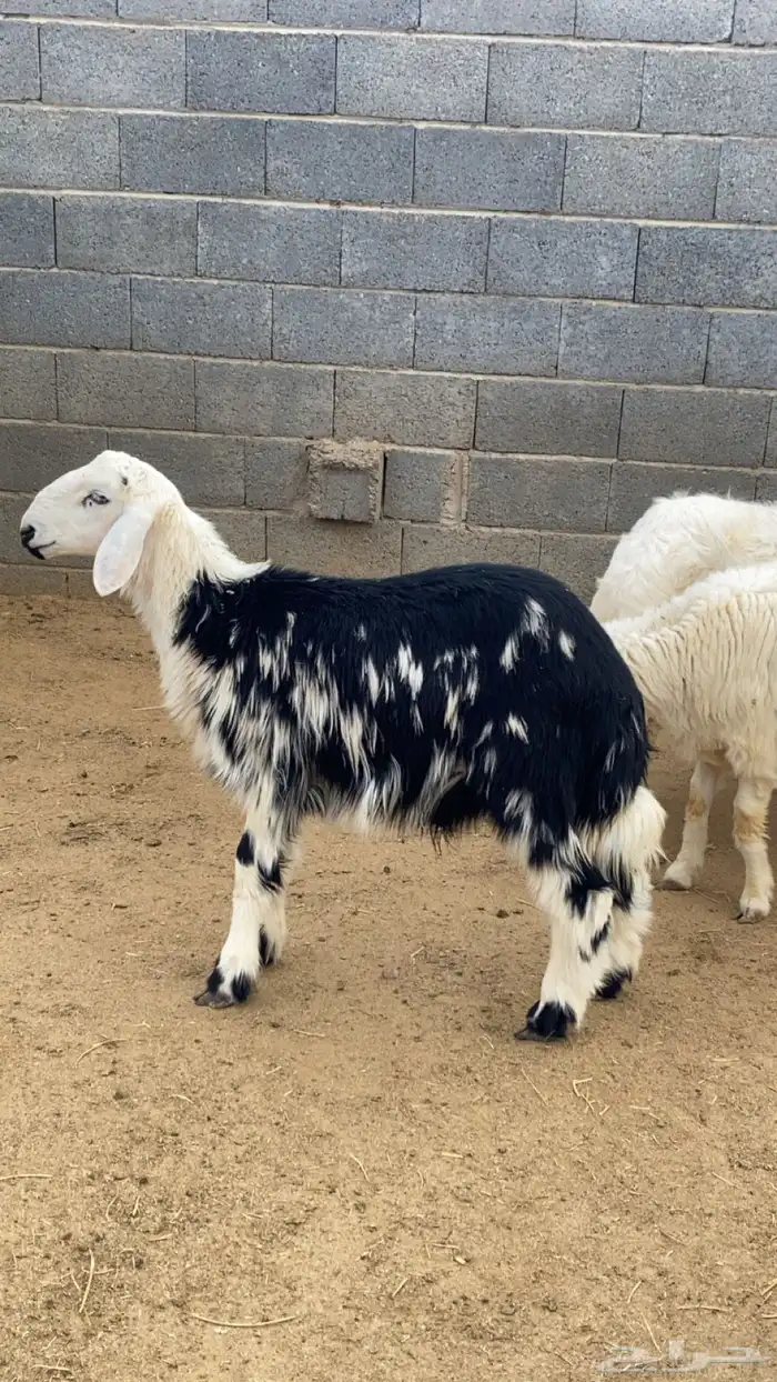 خروف طلي نجدي 1