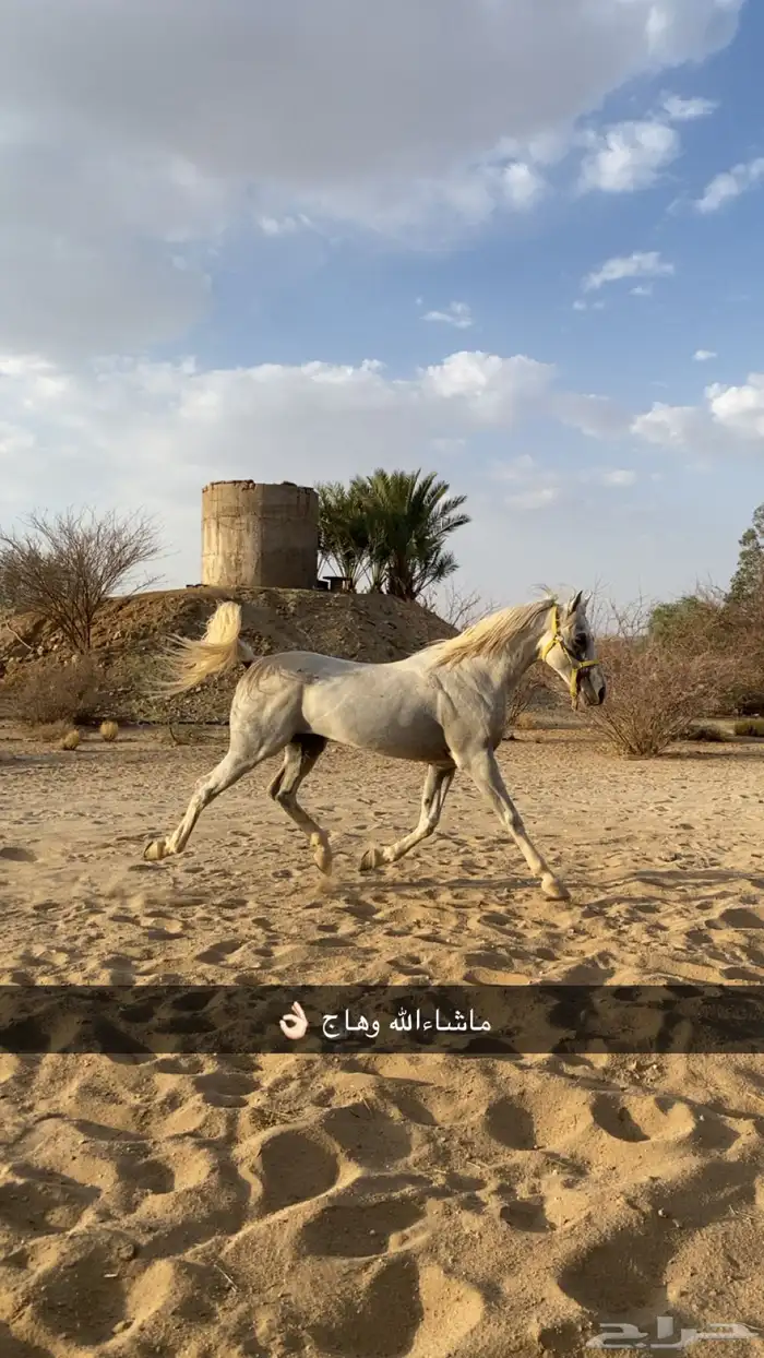 خيل شعبي 9
