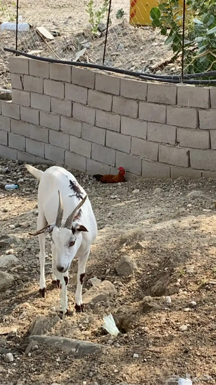 ماعز بداية دفاع تحتها تيس حق مندي ماشاء الله الحد 1700 1