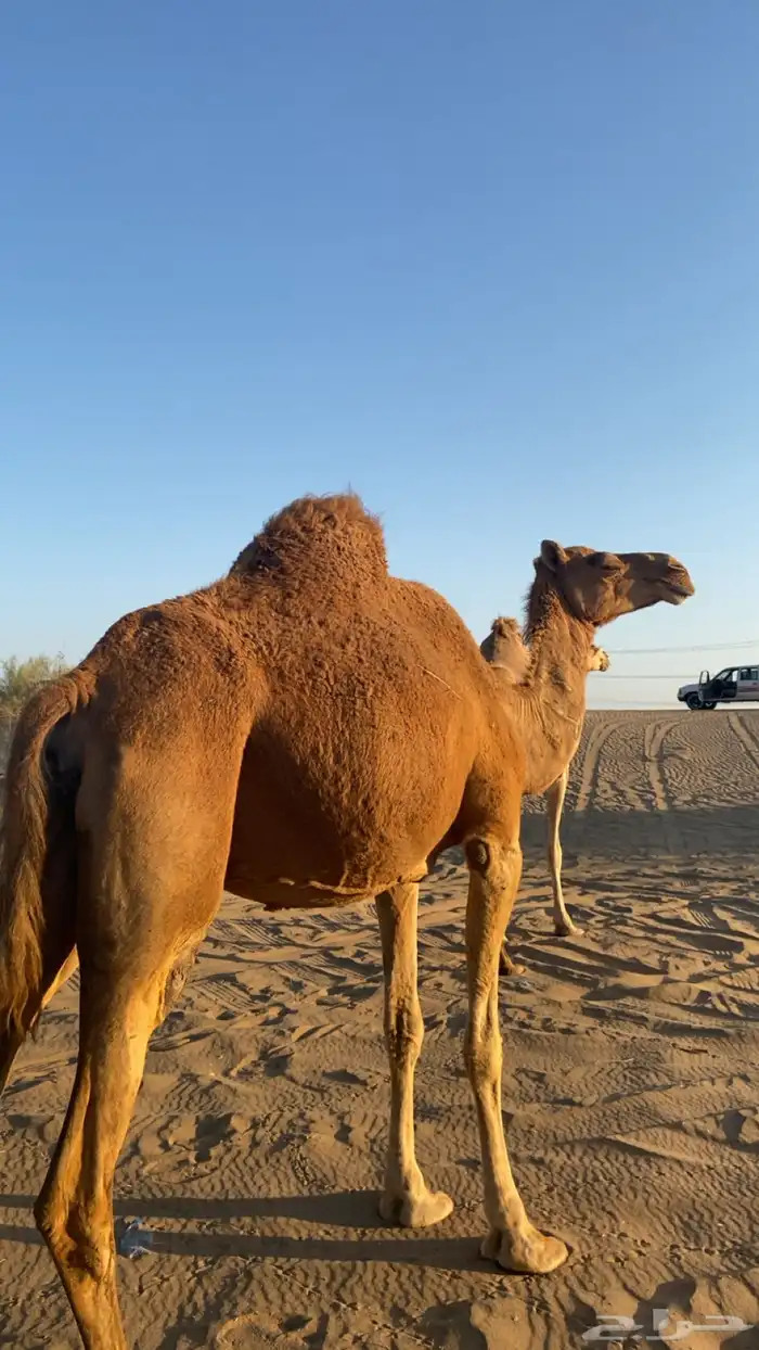 ناقه حمرا لقحه 3