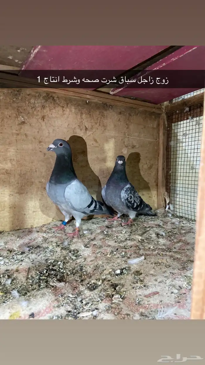 حمام 1