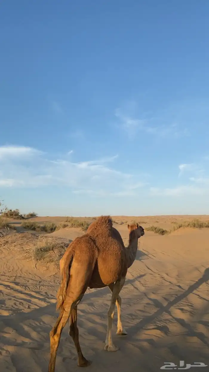 ناقه حمرا لقحه 2