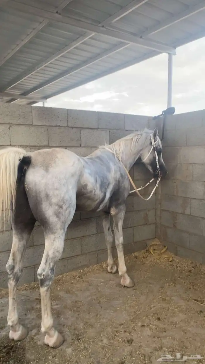 خيل شعبي 6