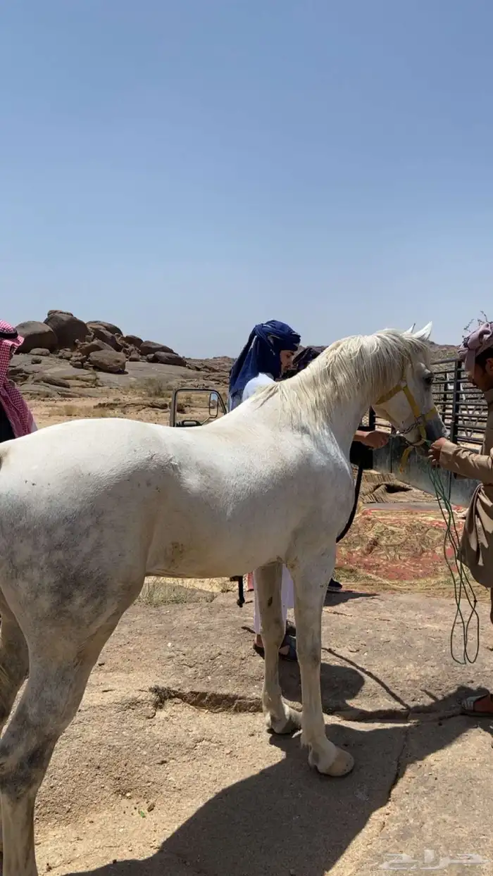 خيل شعبي 5
