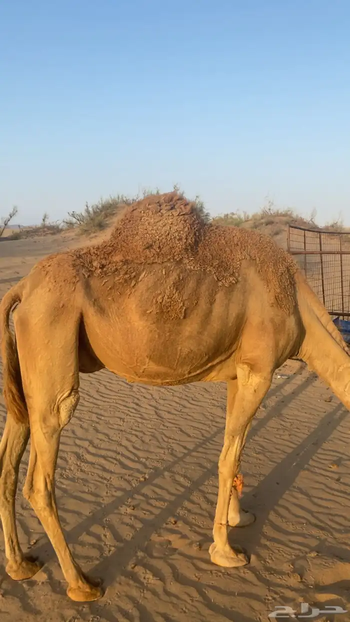 ناقه حمرا لقحه 0