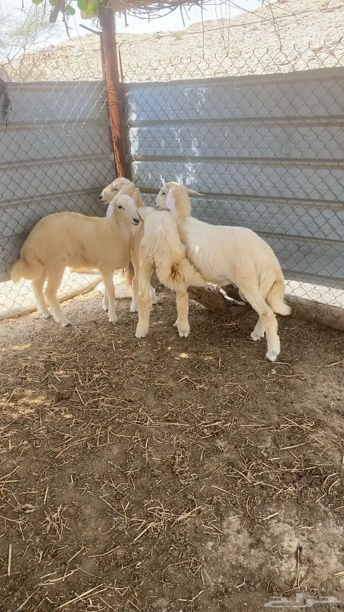 طليان 1