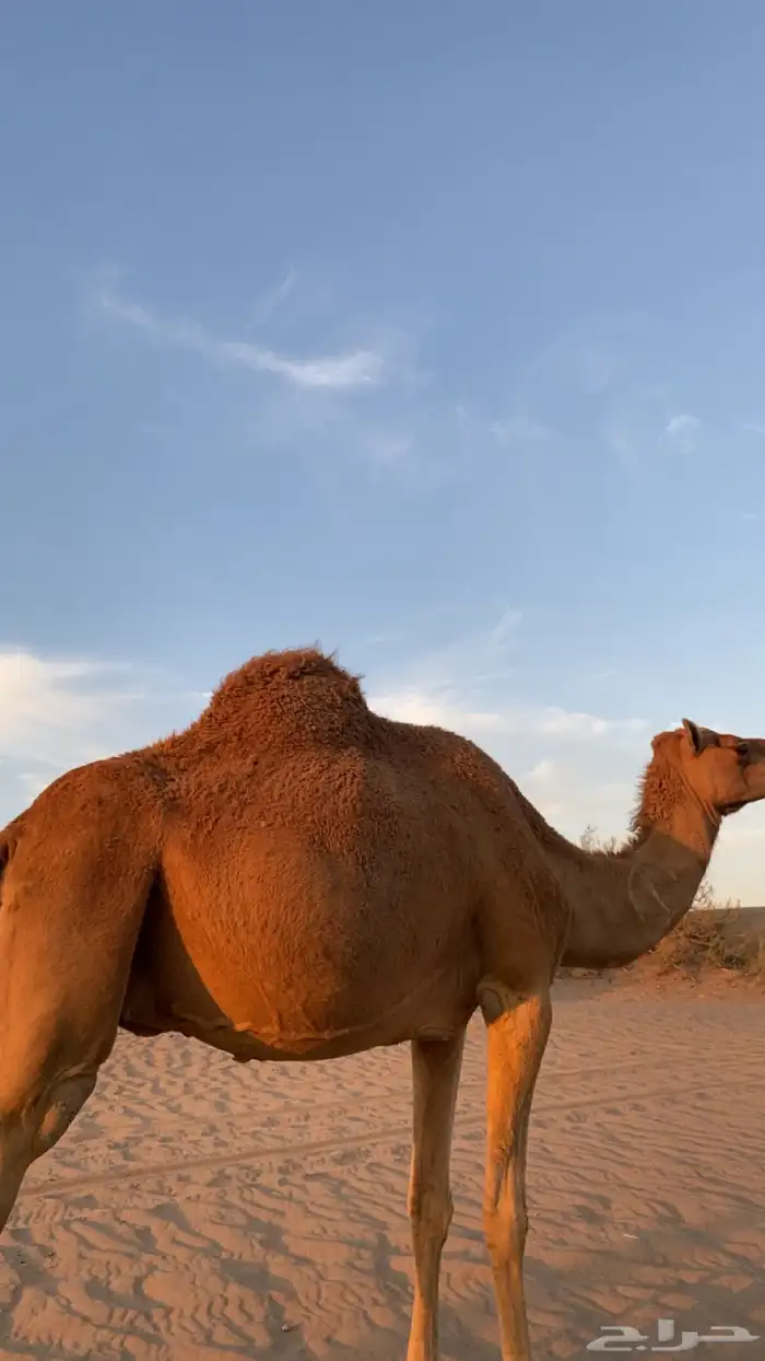 ناقه حمرا لقحه 1