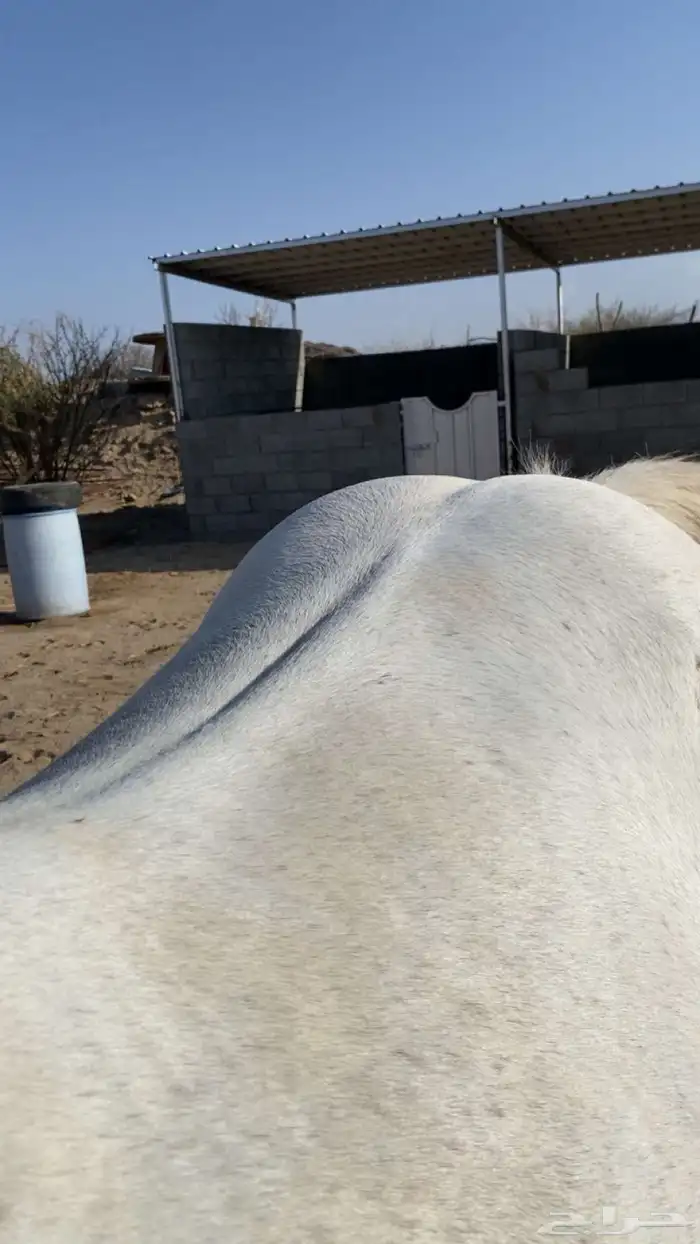 خيل شعبي 4