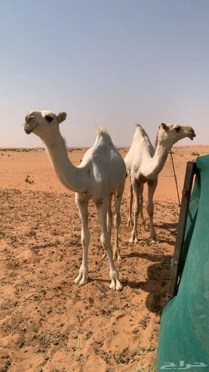 بكره وضحا على هداج 4