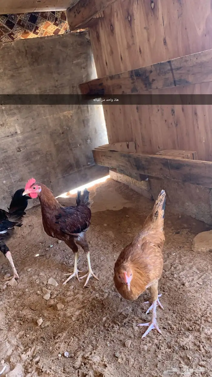ديك تركي 2