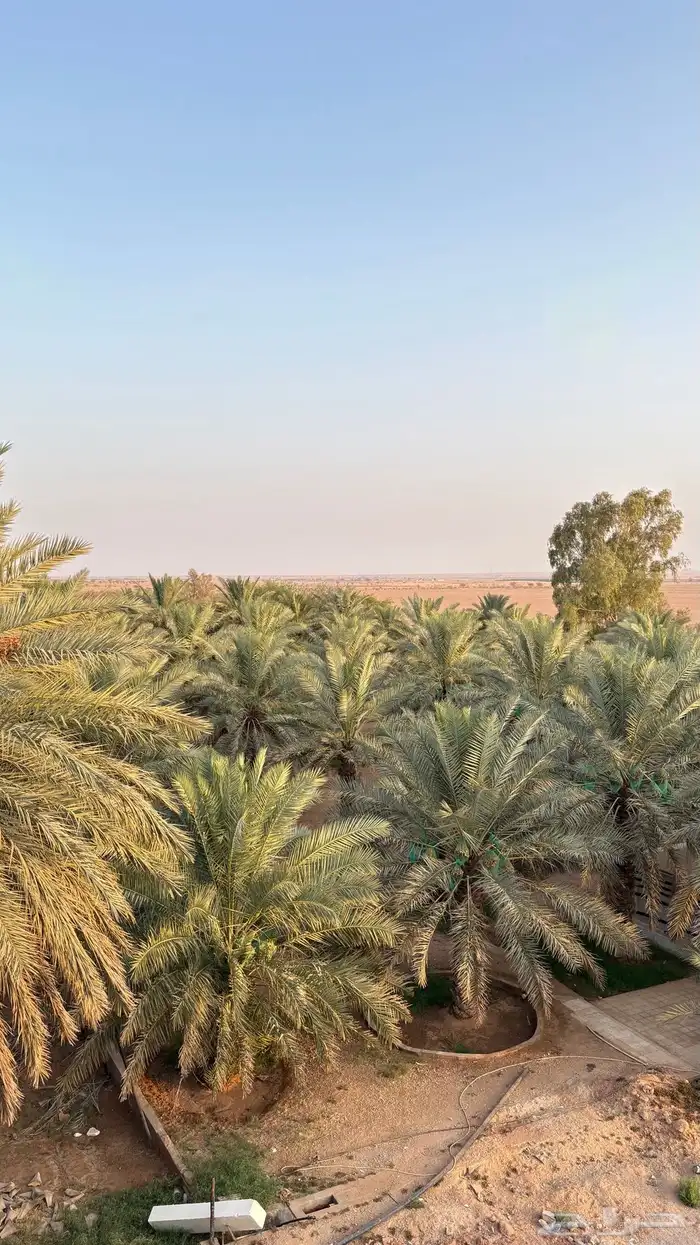 للبيع بالجملة تمر مزرعه 350 نخلة 2