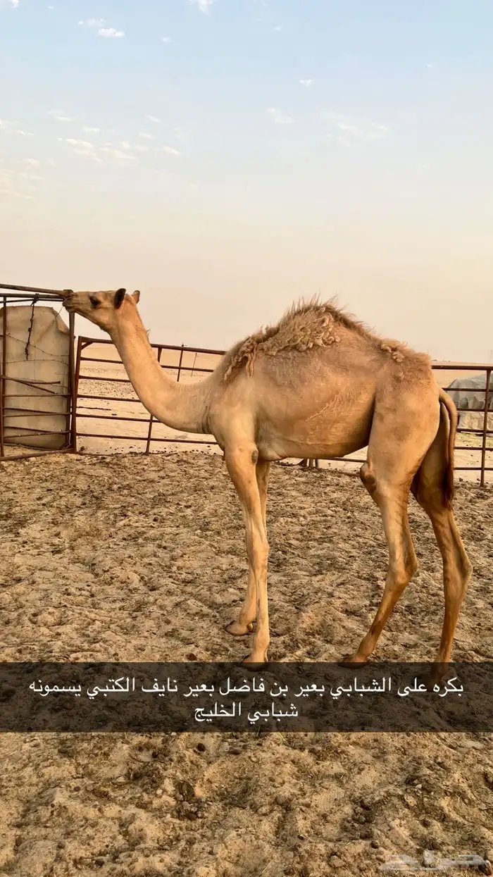 عمانيات هجن 3
