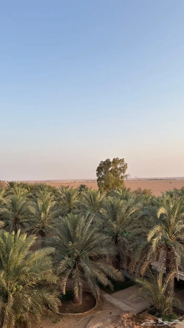 للبيع بالجملة تمر مزرعه 350 نخلة 1
