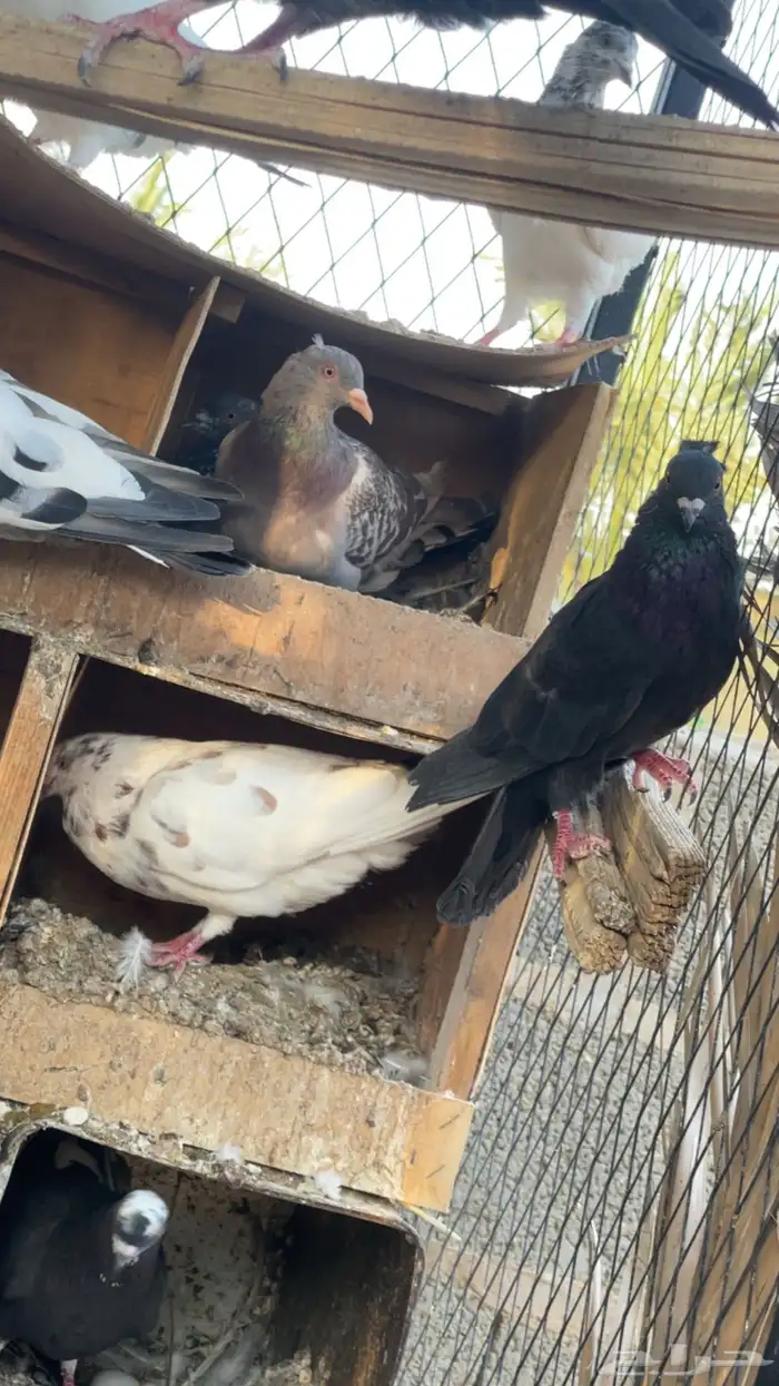 حمام 0