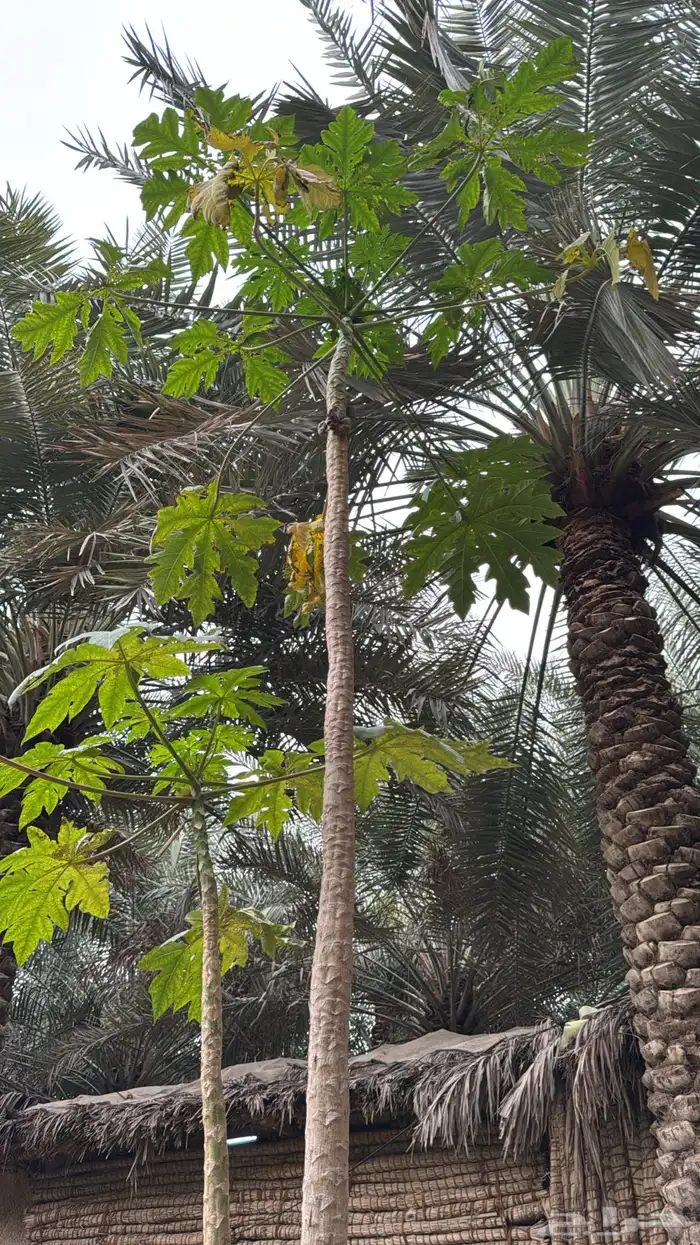 حفار آبار اتروازية 6