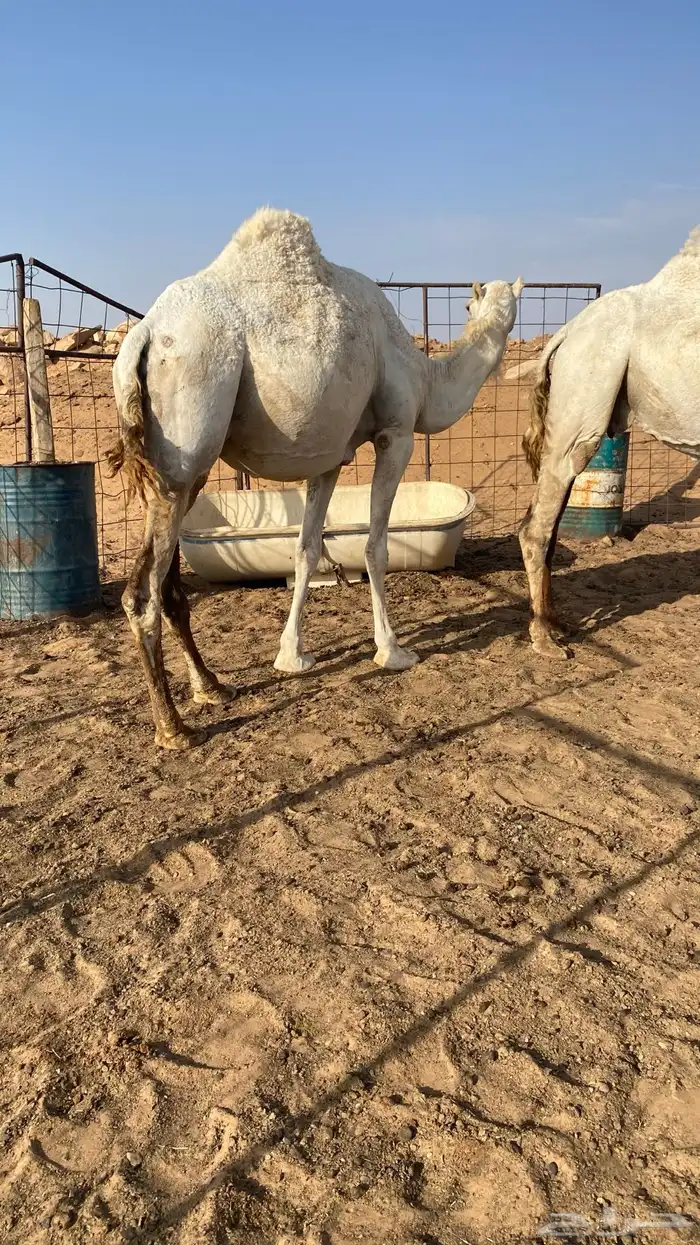 القحات وضحى وشعلا 4