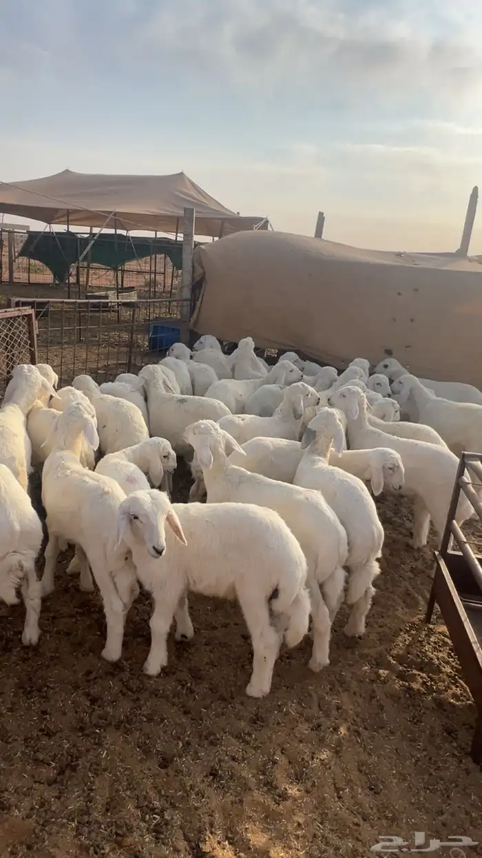 بهم حري العدد 35 راس فيها 7 رخال و28 خروف 1
