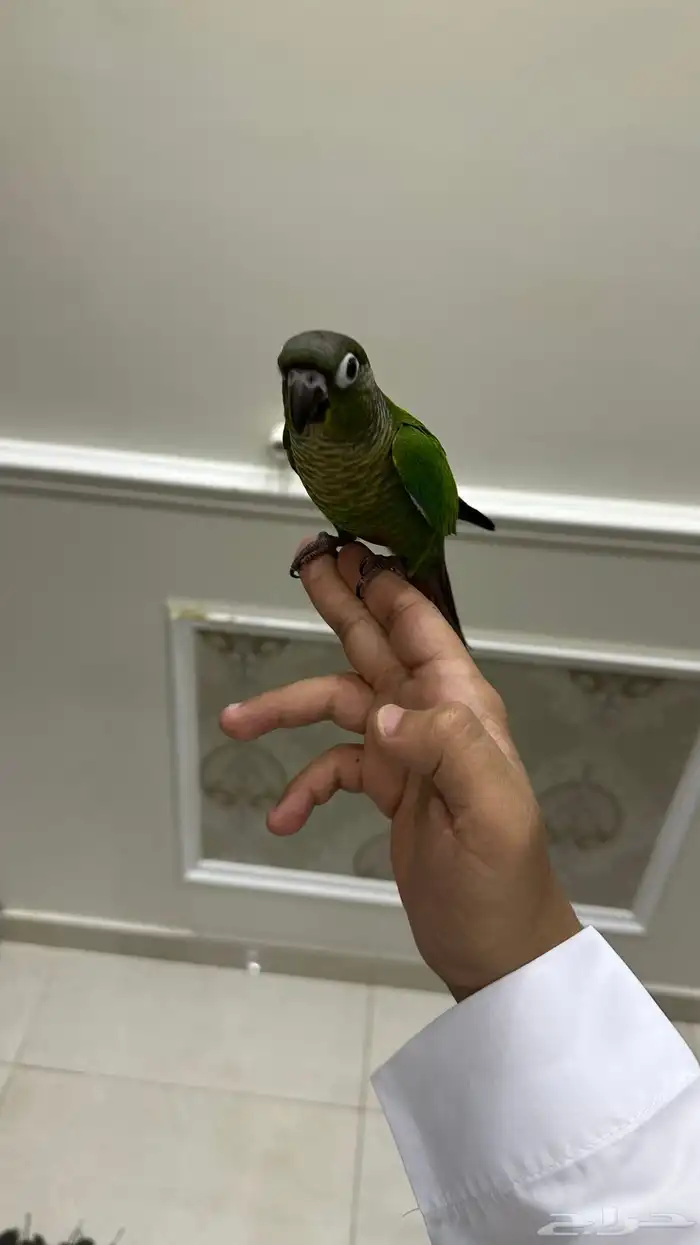 كنيور اليف وهدد نشبه(تم البيع) 2